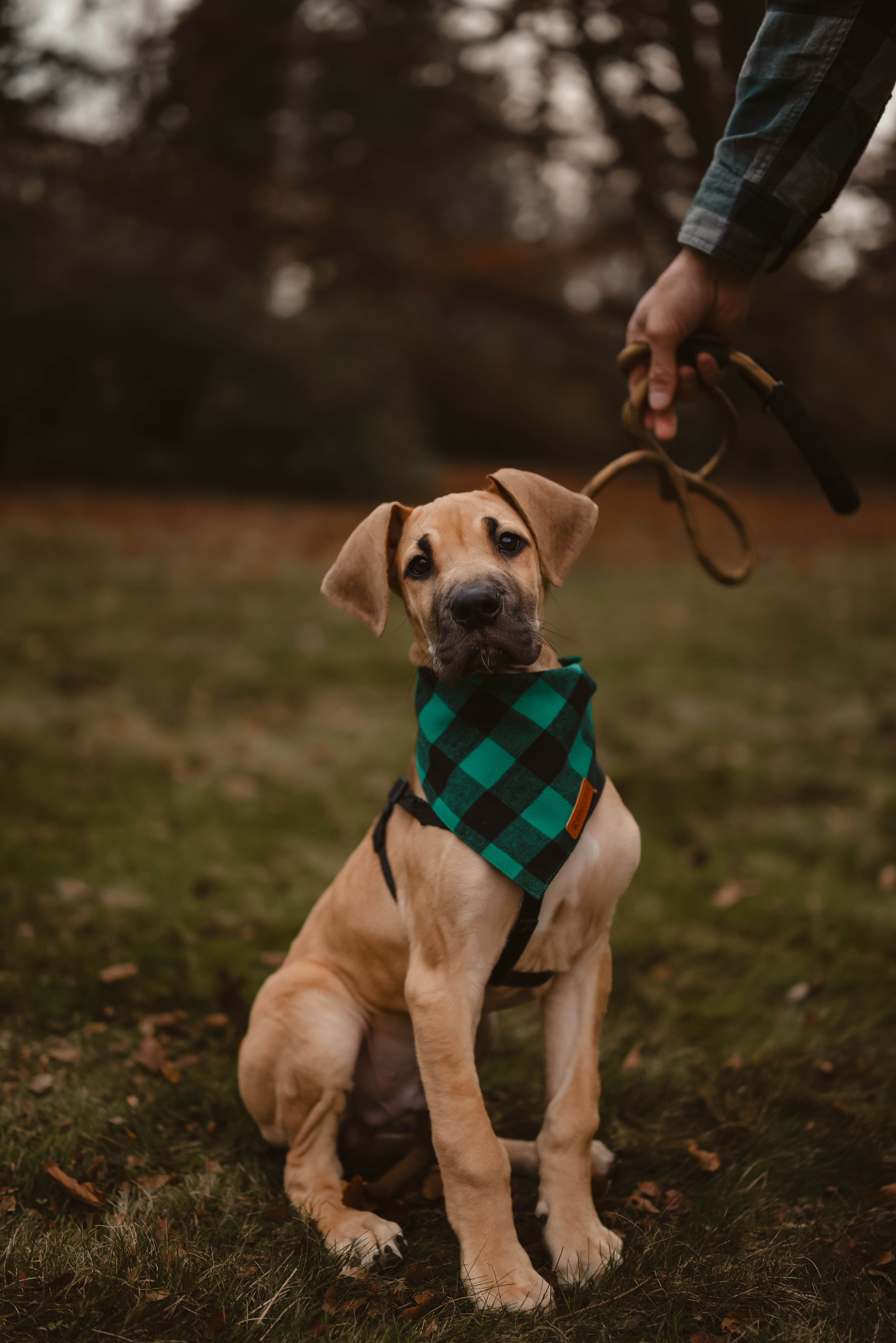 Scooby the Great Dane — the MacLean family dog in Leominster MA
